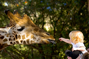 Little kid feeding a giraffe