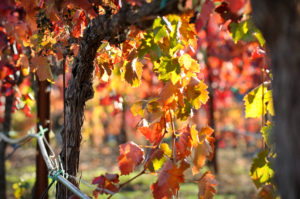Close up of a red grape wine vine