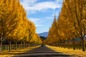 Napa Valley in the fall