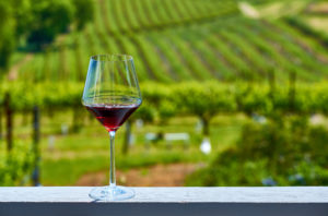 Glass of red wine with vineyard background 
