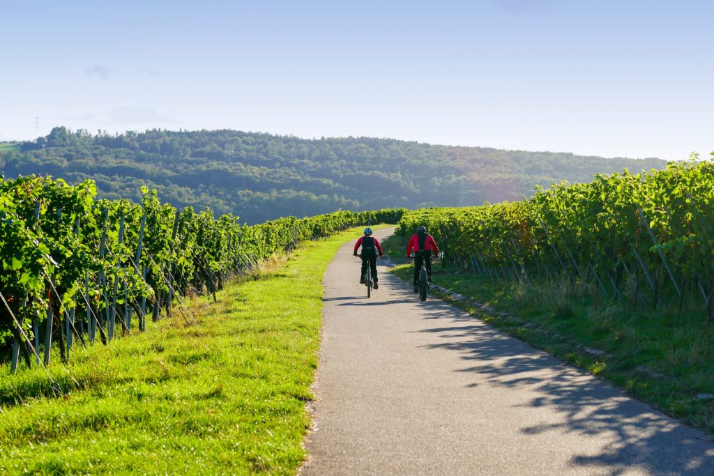 Mountain biking through a vineyard