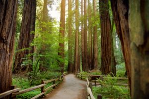 Hiking trails through giant redwoods in Muir forest near San Francisco, California