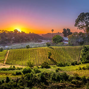 Winery at sunset with green vineyards and surrounding trees