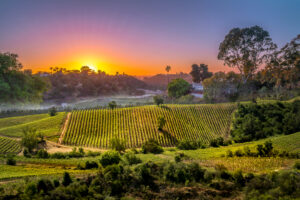 sunset over winery with green vineyards and surrounding trees
