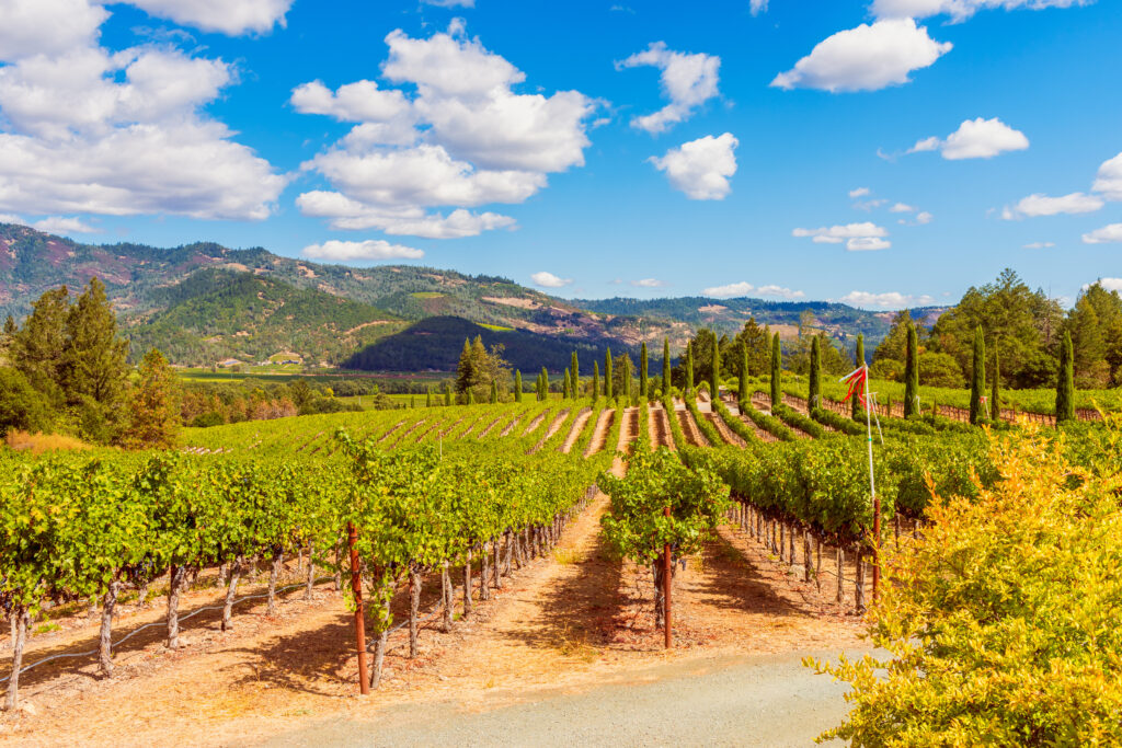 Vineyards in Napa Valley California USA