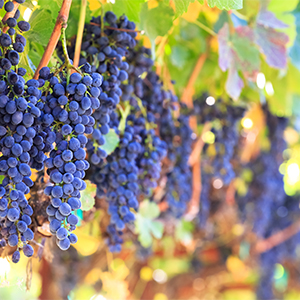 wine grapes in the vineyard