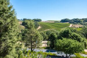 View of Russian River Valley vineyard