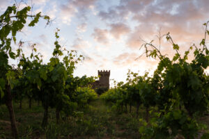 sunset at the castle, lush green grape vines with a golden tone as the sunsets behind the horizon
