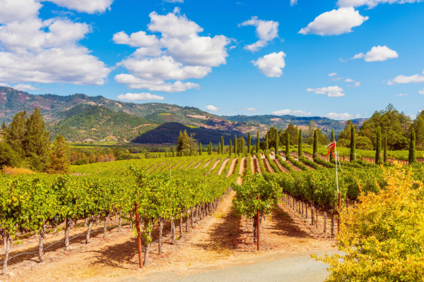 napa valley vineyard view with mountains and vines