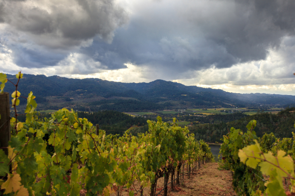 napa valley vineyards