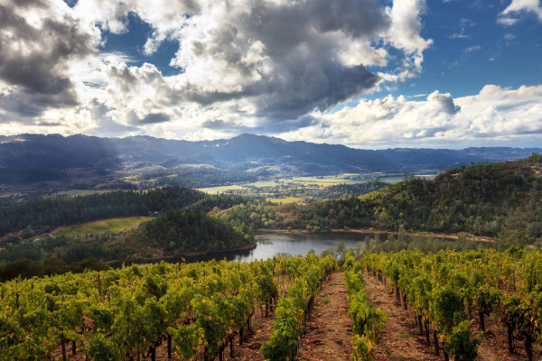 vineyards in napa valley