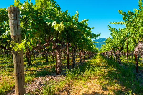 napa valley winery