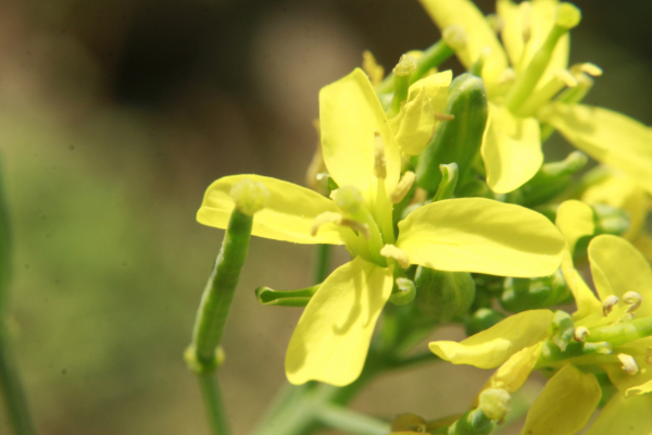 winery in napa valley with yellow mustard flowers in bloom close up