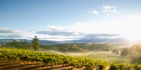 Napa Valley in early morning sun