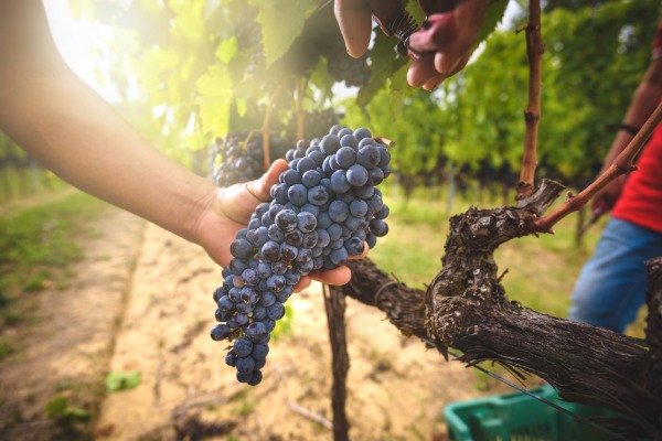 Harvesting wine grapes