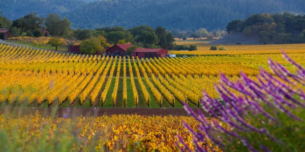 Napa Valley fall colors