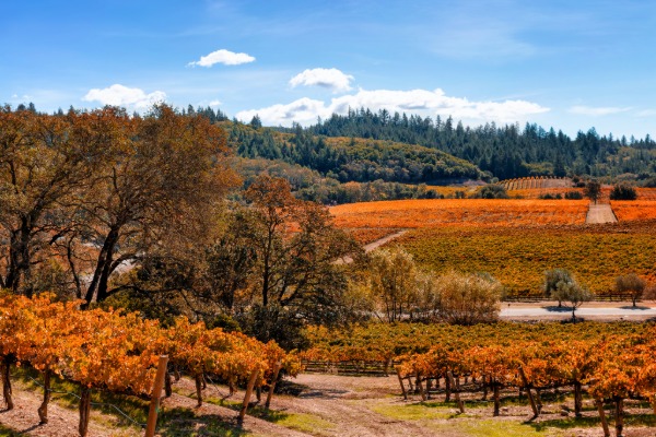 Napa Valley in Fall