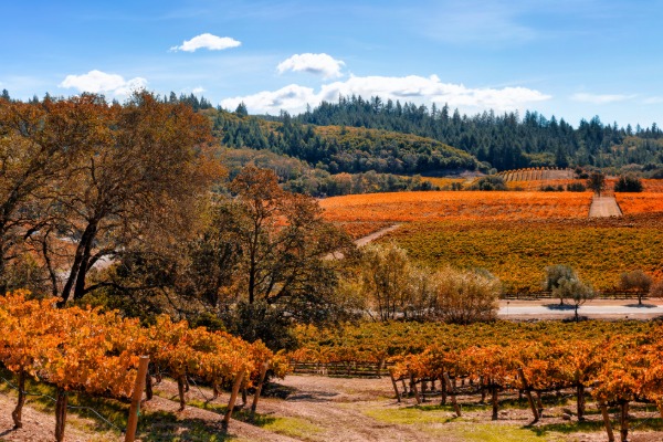 fall views in napa valley