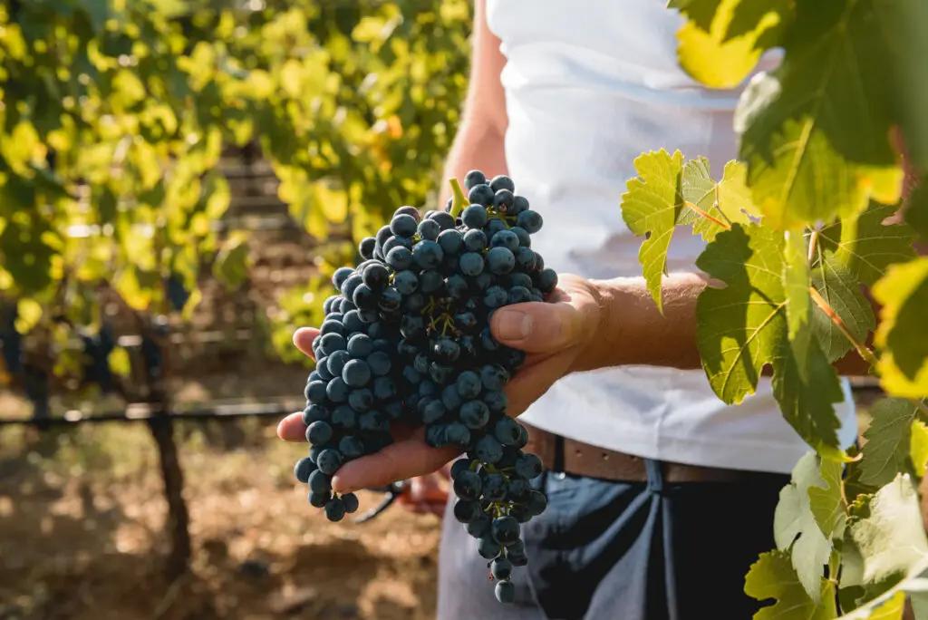 Harvest season in Napa Valley