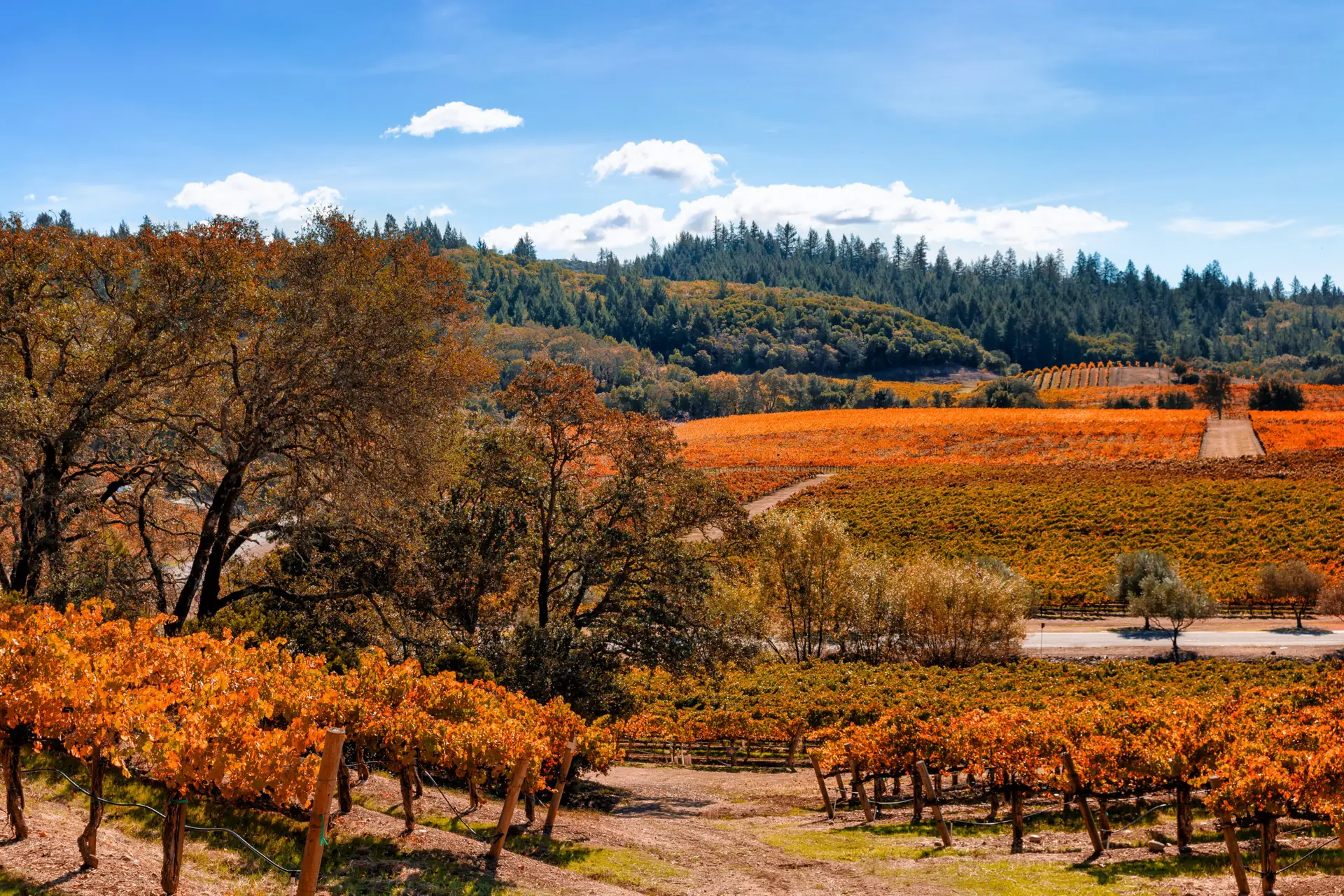 Vineyard landscape in autumn with fall colors and blue sky.